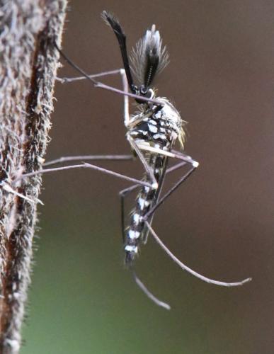 Aedes geniculatus